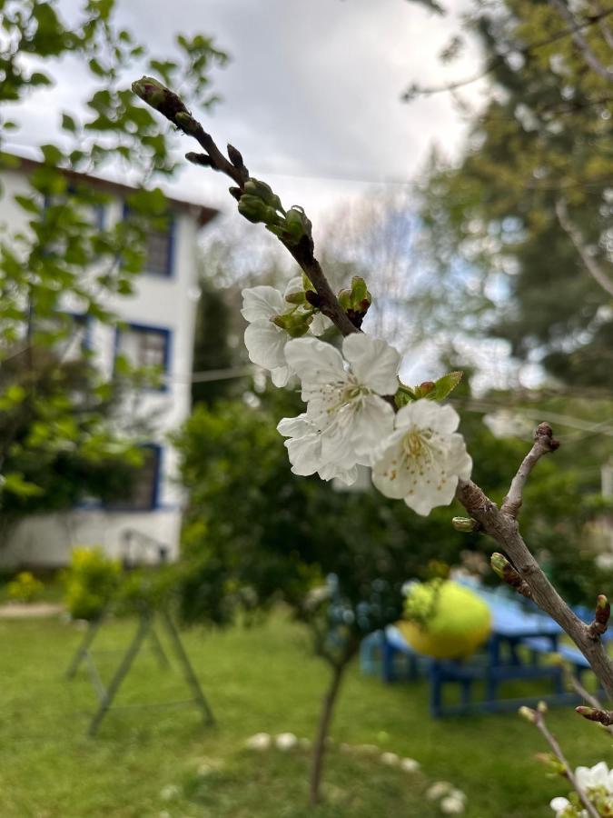Sakliderebutikotel Edremit  Bagian luar foto
